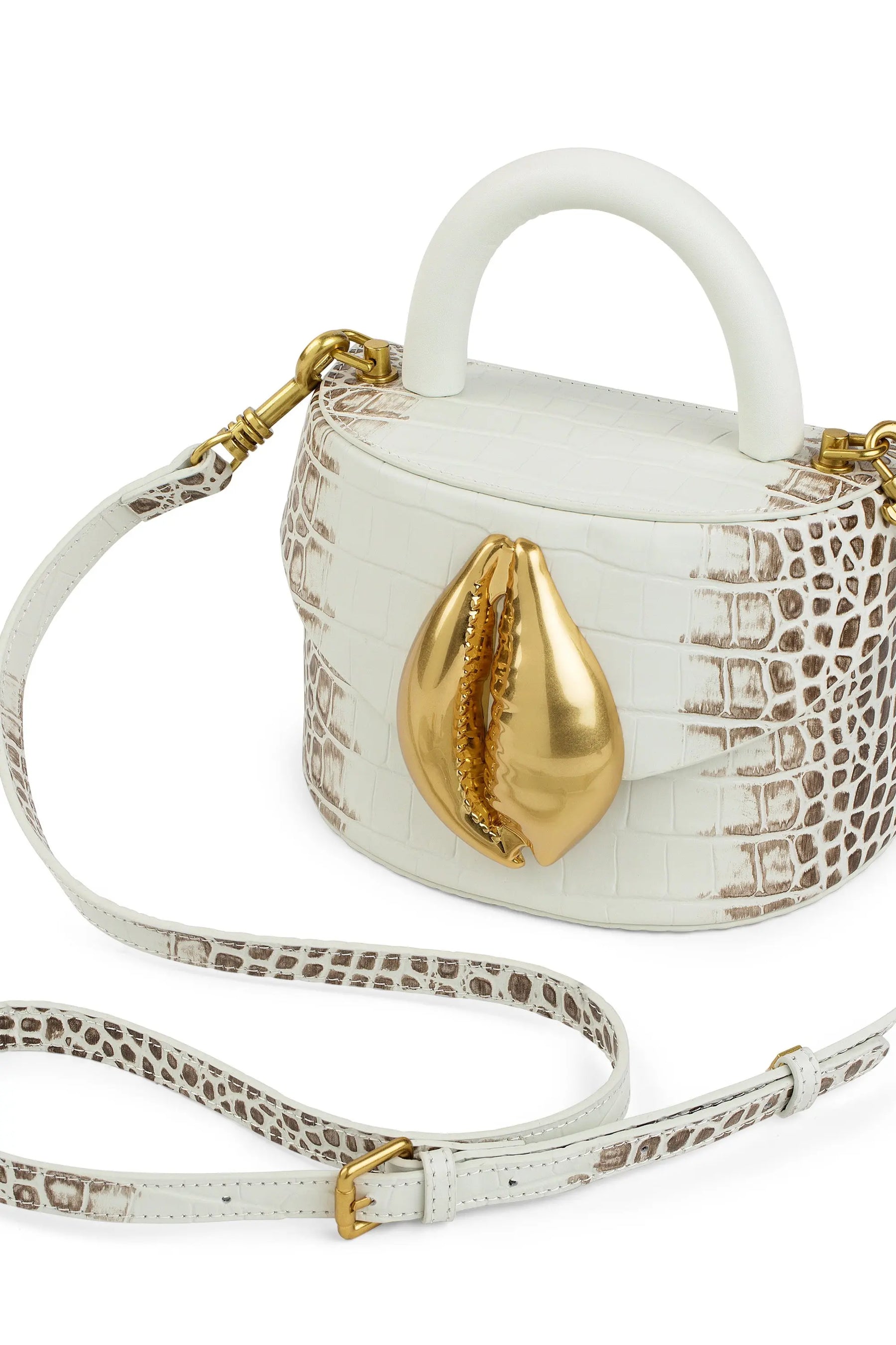 Himalayan Viera Cowrie Shell