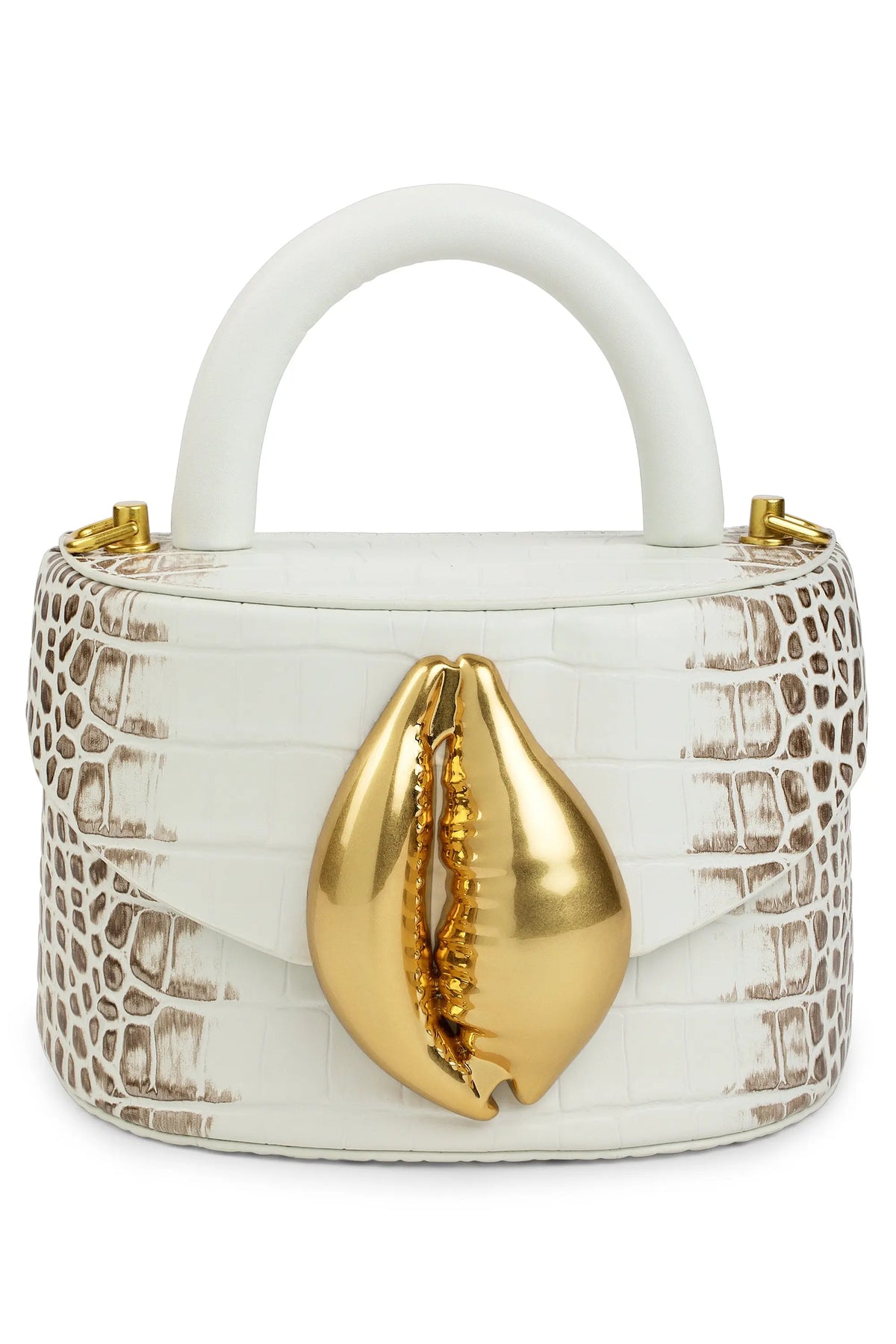 Himalayan Viera Cowrie Shell