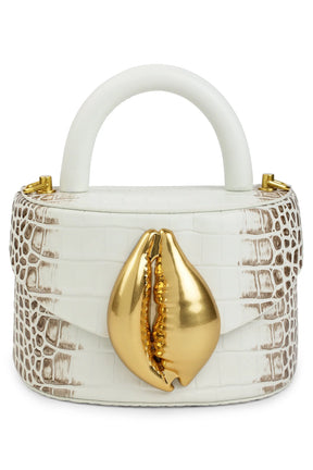 Himalayan Viera Cowrie Shell