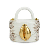 Himalayan Viera Cowrie Shell