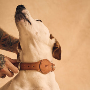 AirTag Pet Leash