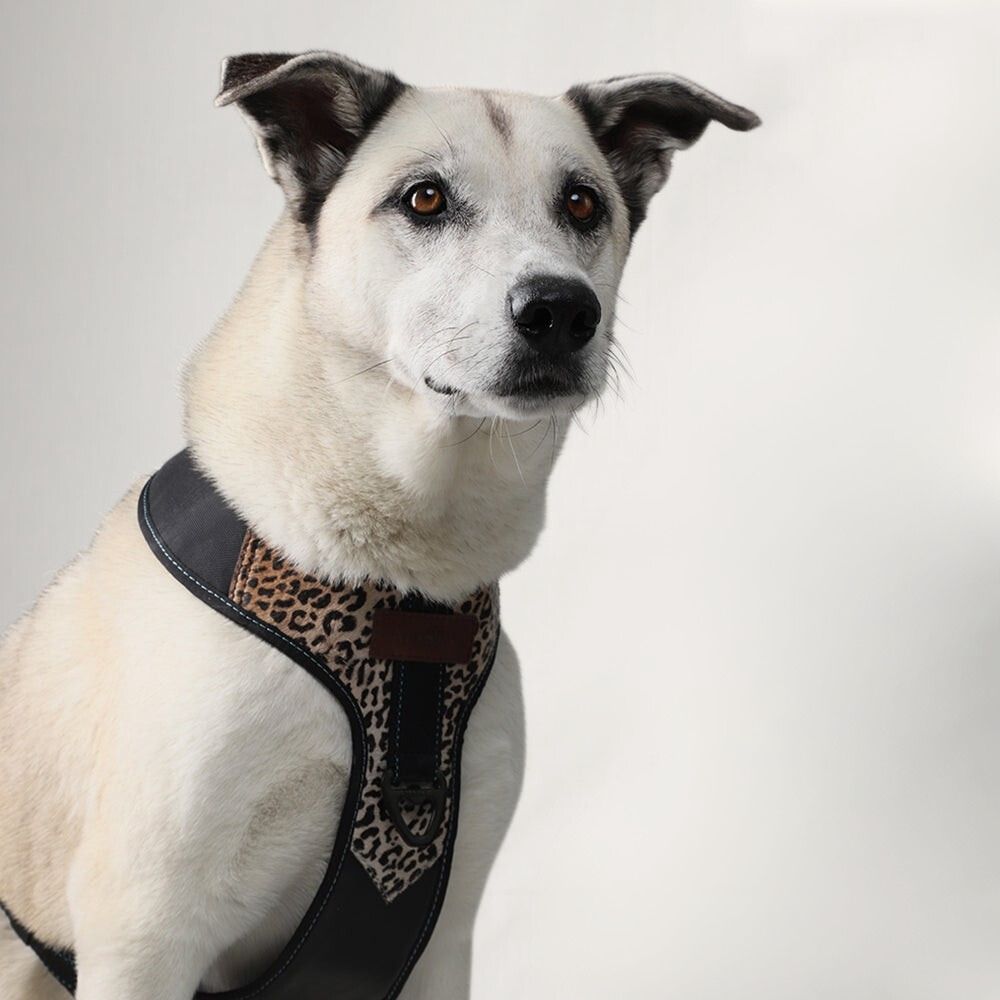 Premium Leather Easy Fit No-Pull Harness ~ Animal Print & Black