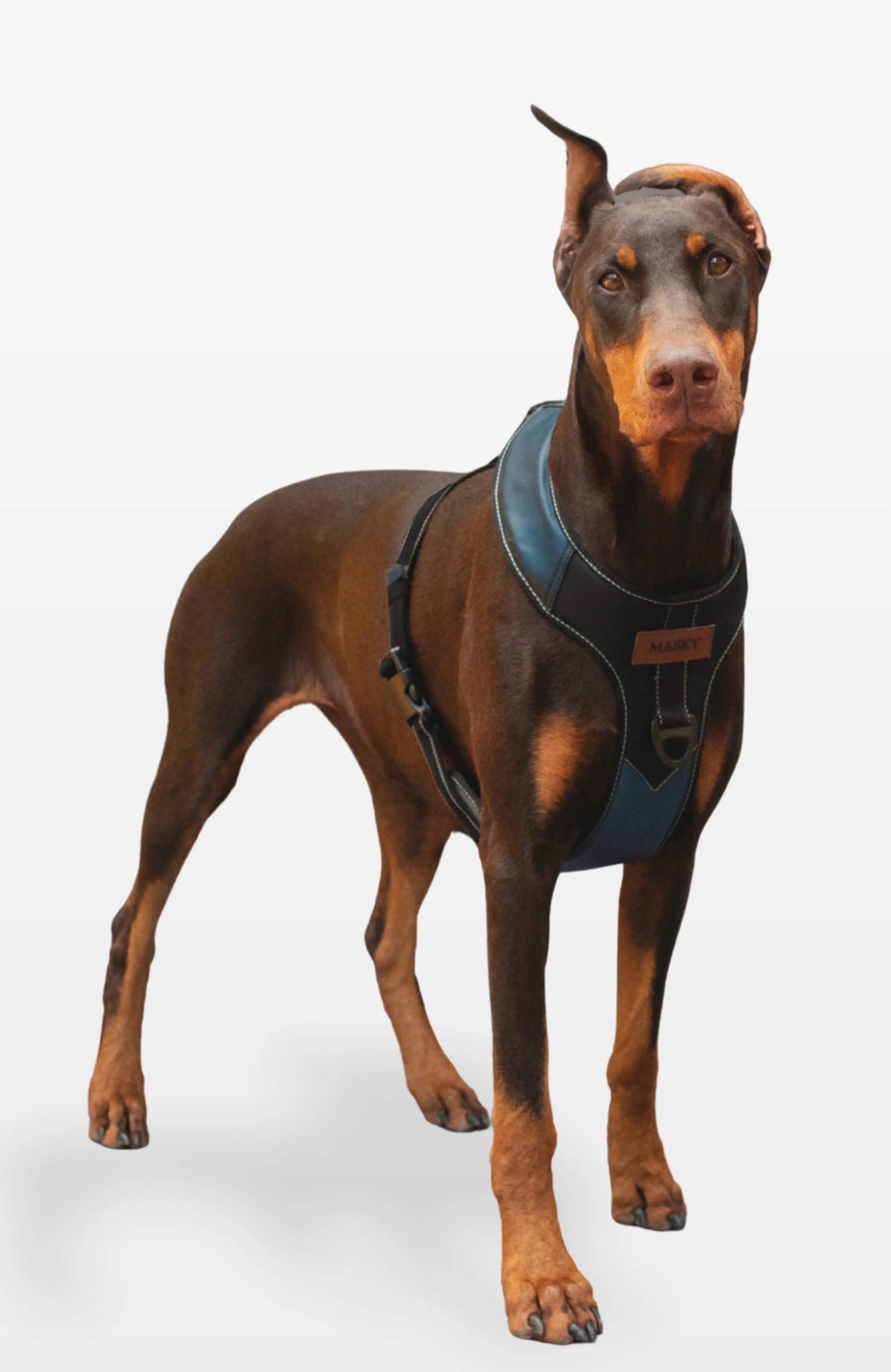 Bold Control Leather Harness