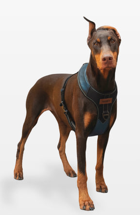 Bold Control Leather Harness