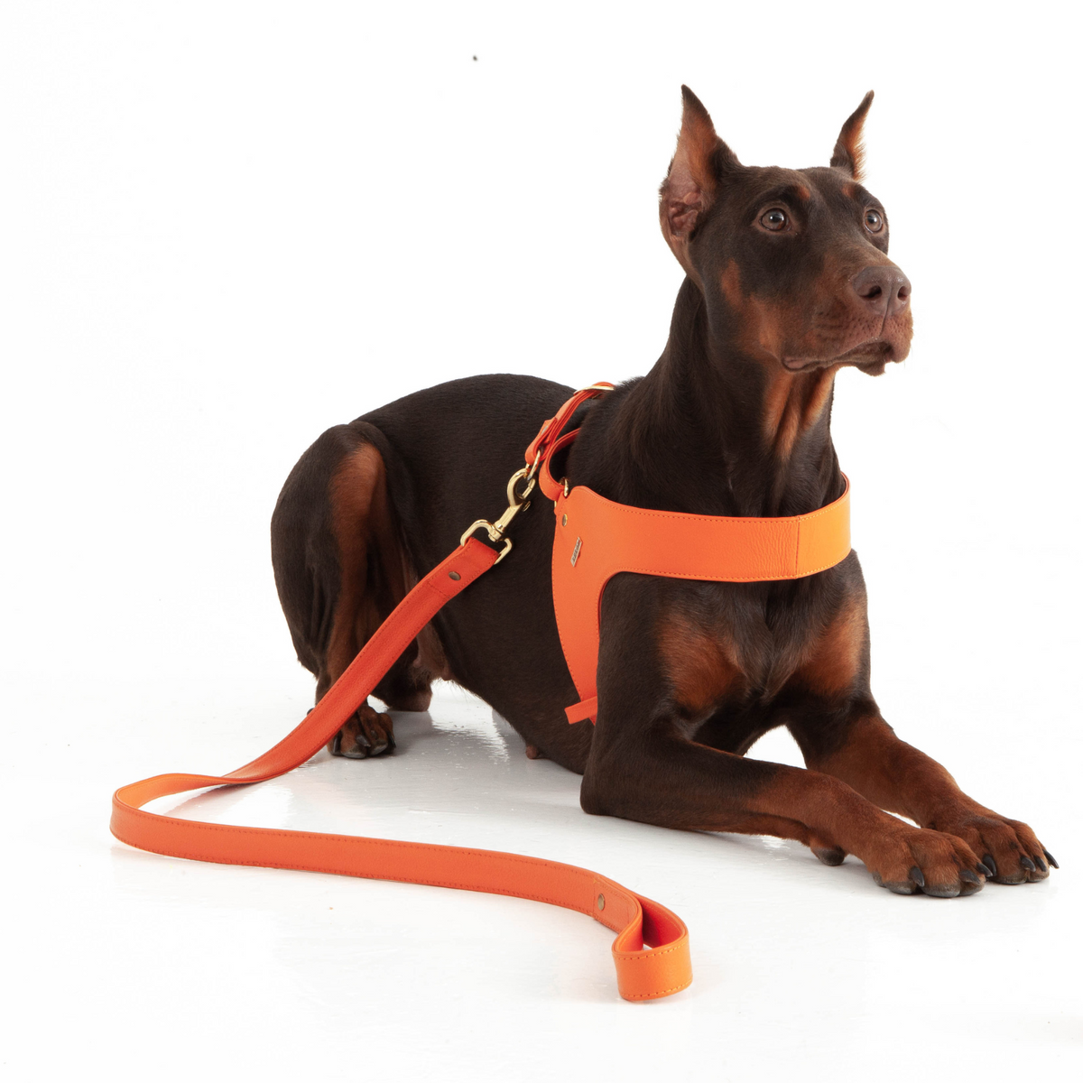 Orange Leather Dog Harness