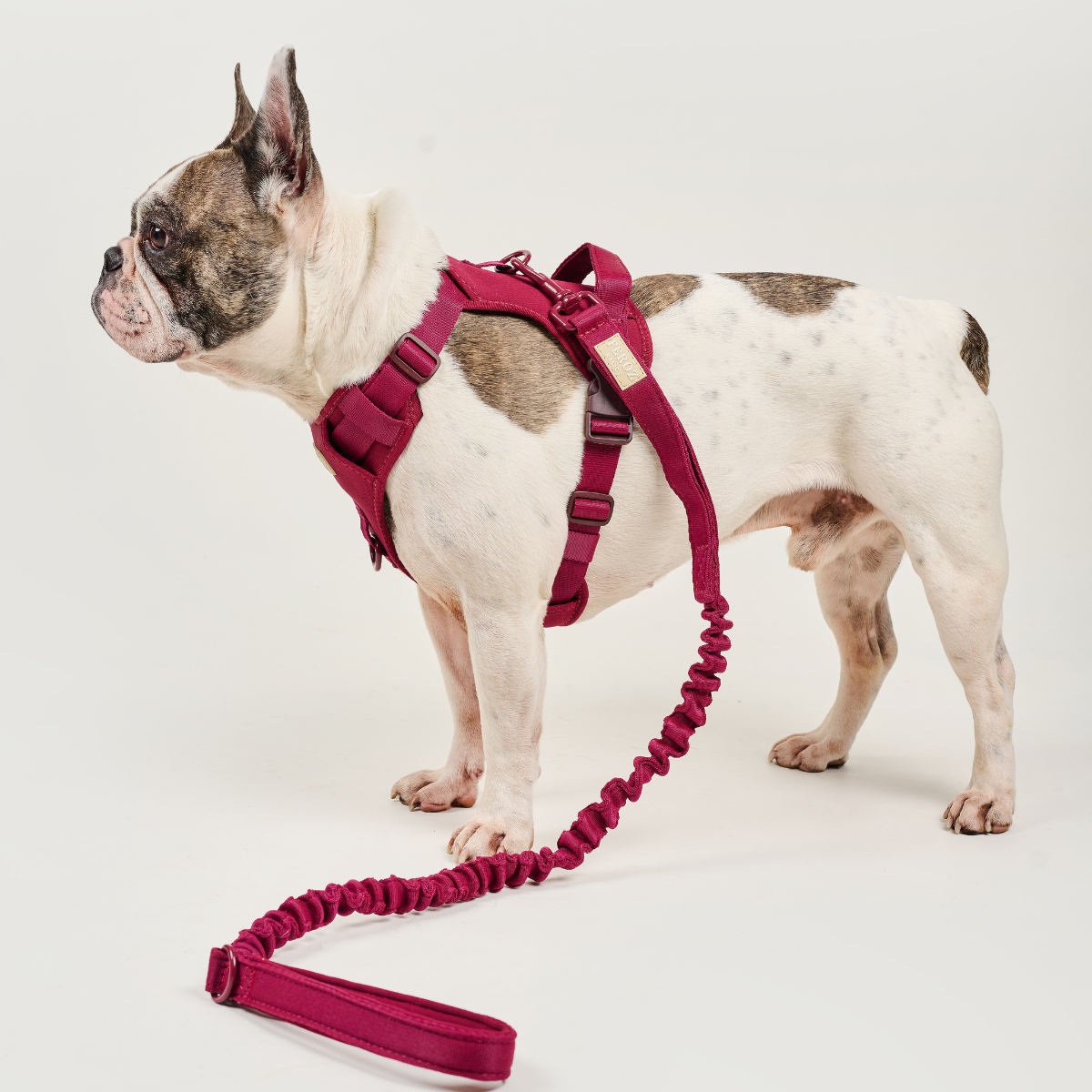 Dog Expandable Leash BASIC Ruby