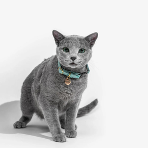 Leather Cat Collar