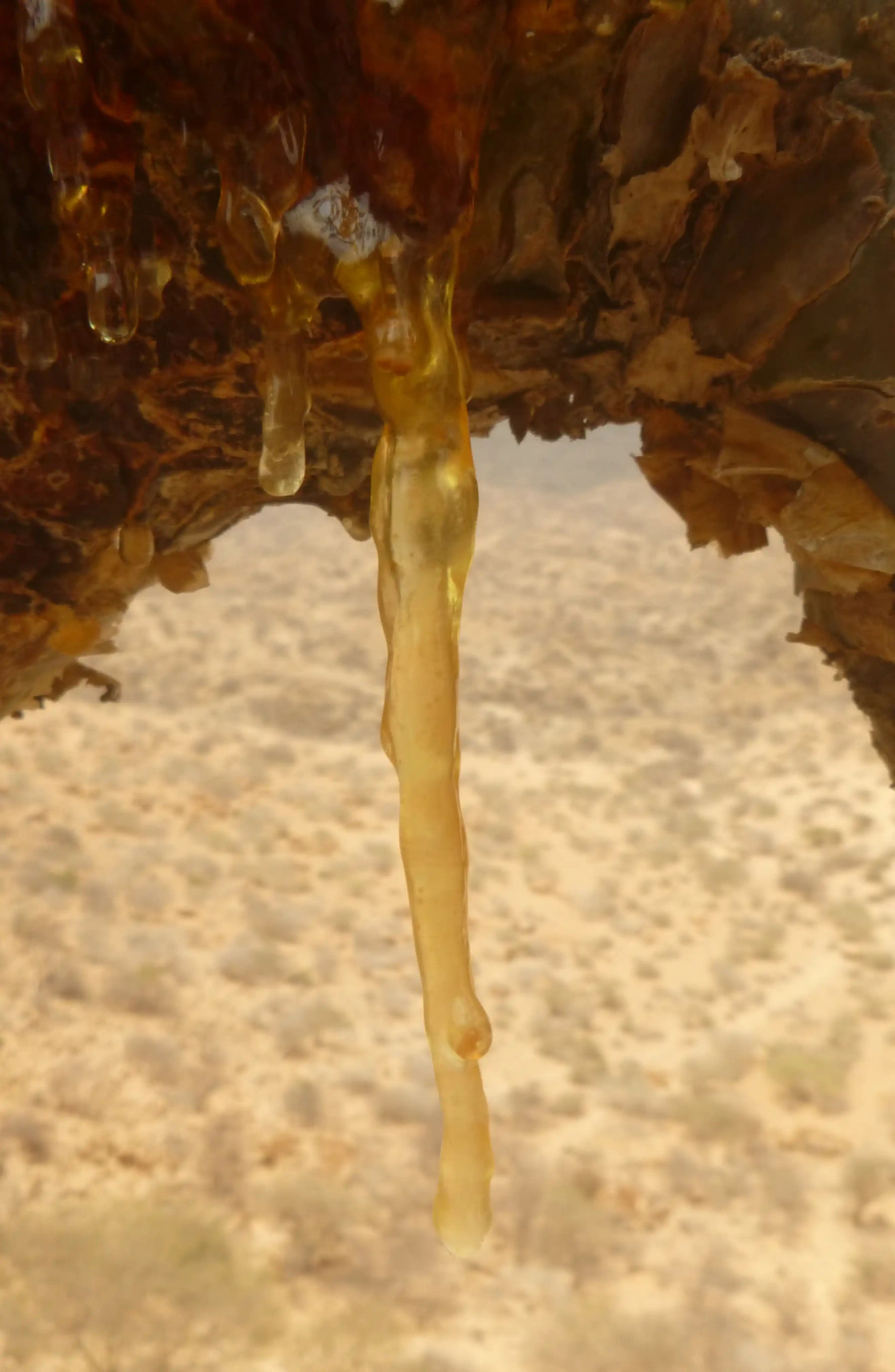Maydi Frankincense Cleansing Oil