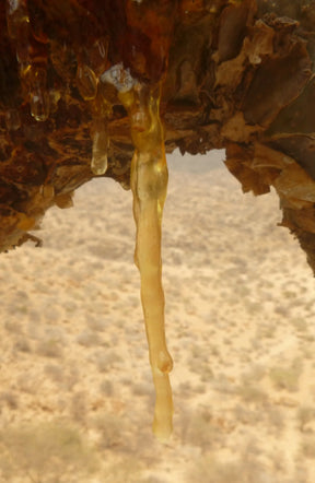 Maydi Frankincense Cleansing Oil