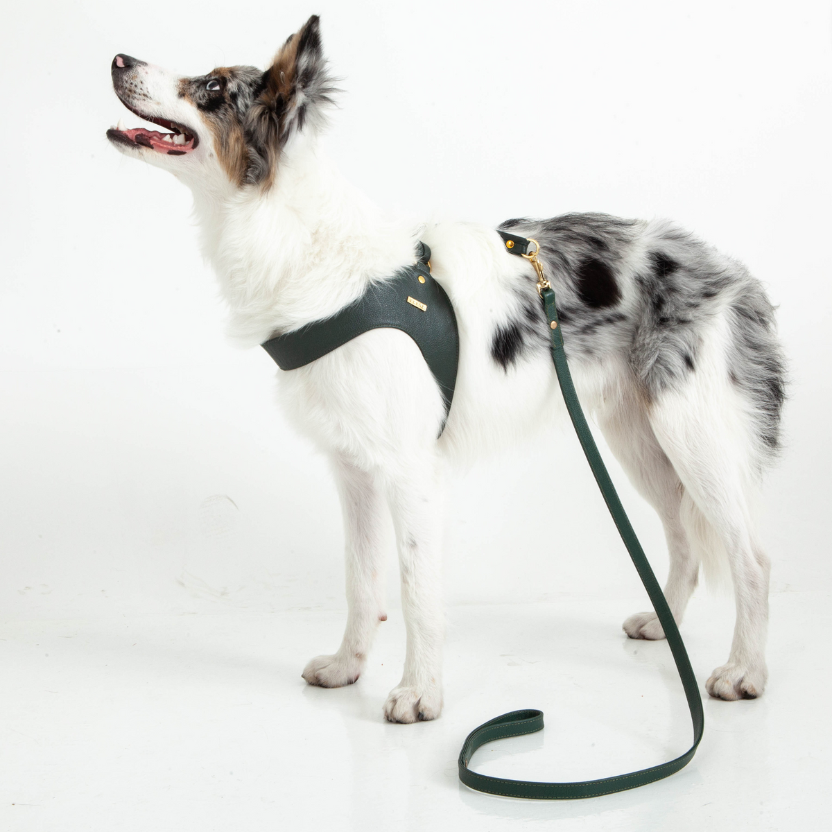 Pine Green Leather Dog Leash