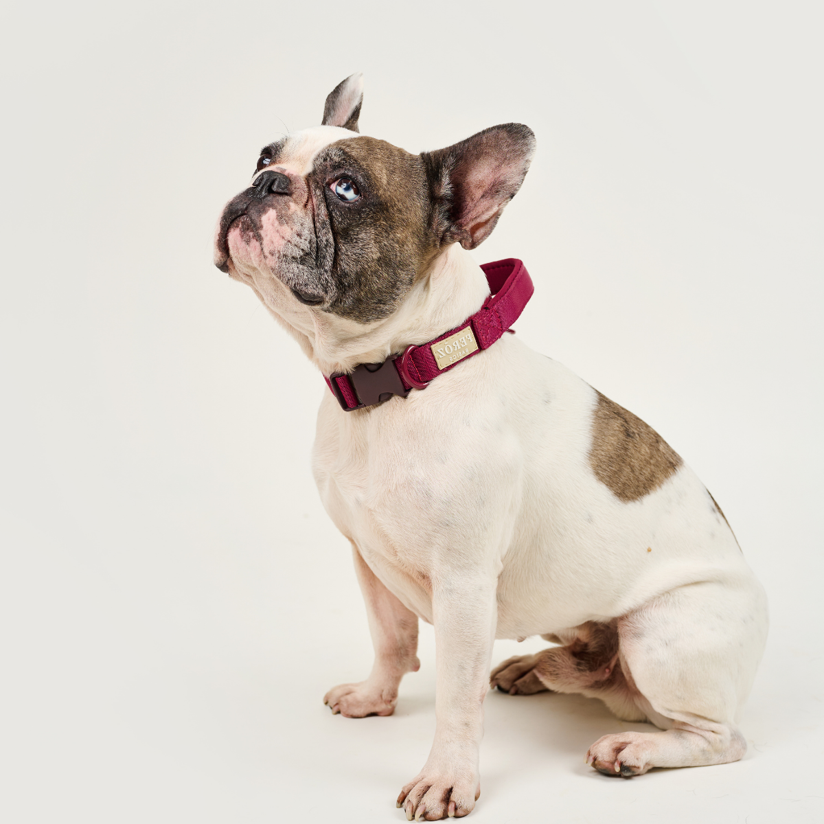 Dog Collar BASIC Ruby