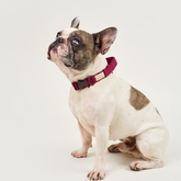Dog Collar BASIC Ruby