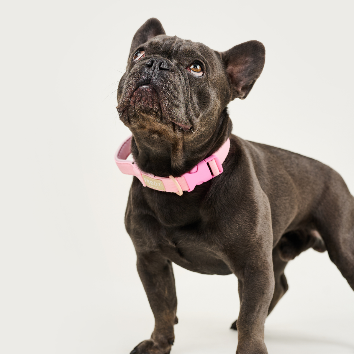 Collar BASIC Dusty Rose XS