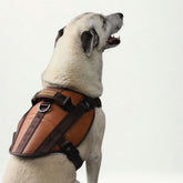 Donatello Leather Harness • Honey ~ Brown