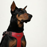 Donatello Luxe Leather Dog Harness - Red & Brown