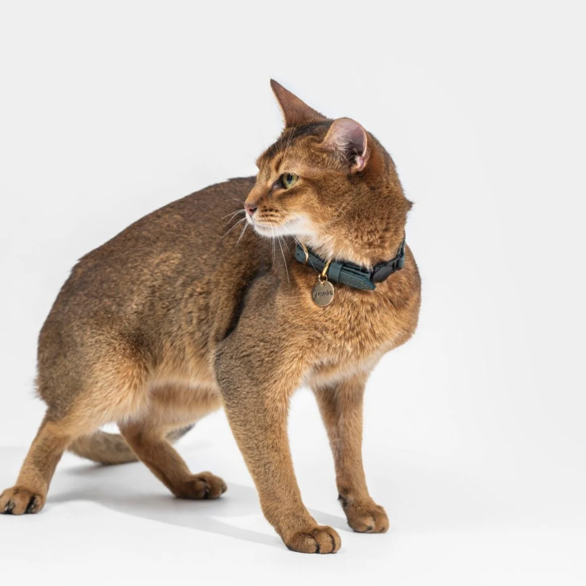 Leather Cat Collar