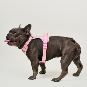 Sport Harness BASIC Dusty Rose