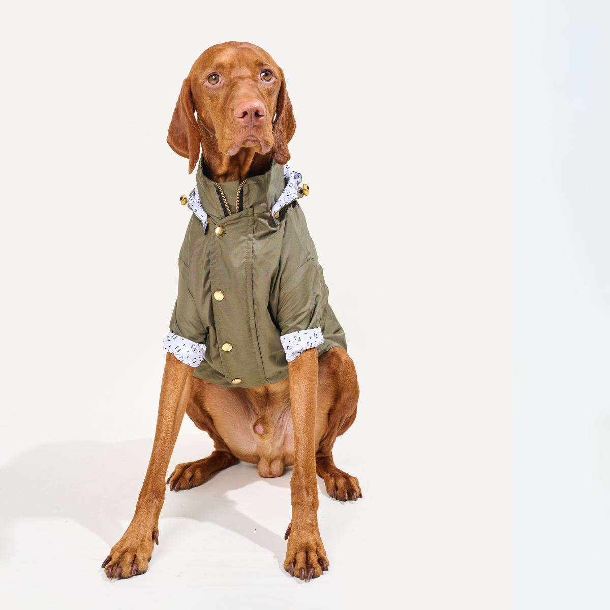 Military Green Dog Raincoat