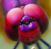 Pearl Polarized Aviator Sunglasses