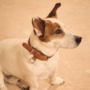 AirTag Pet Leash